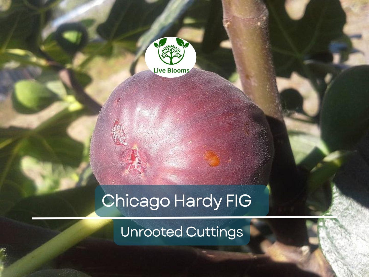 4 Chicago Hardy Fig Unrooted Cuttings 6"+ with 3+ Nodes for Propagation - Ficus Carica