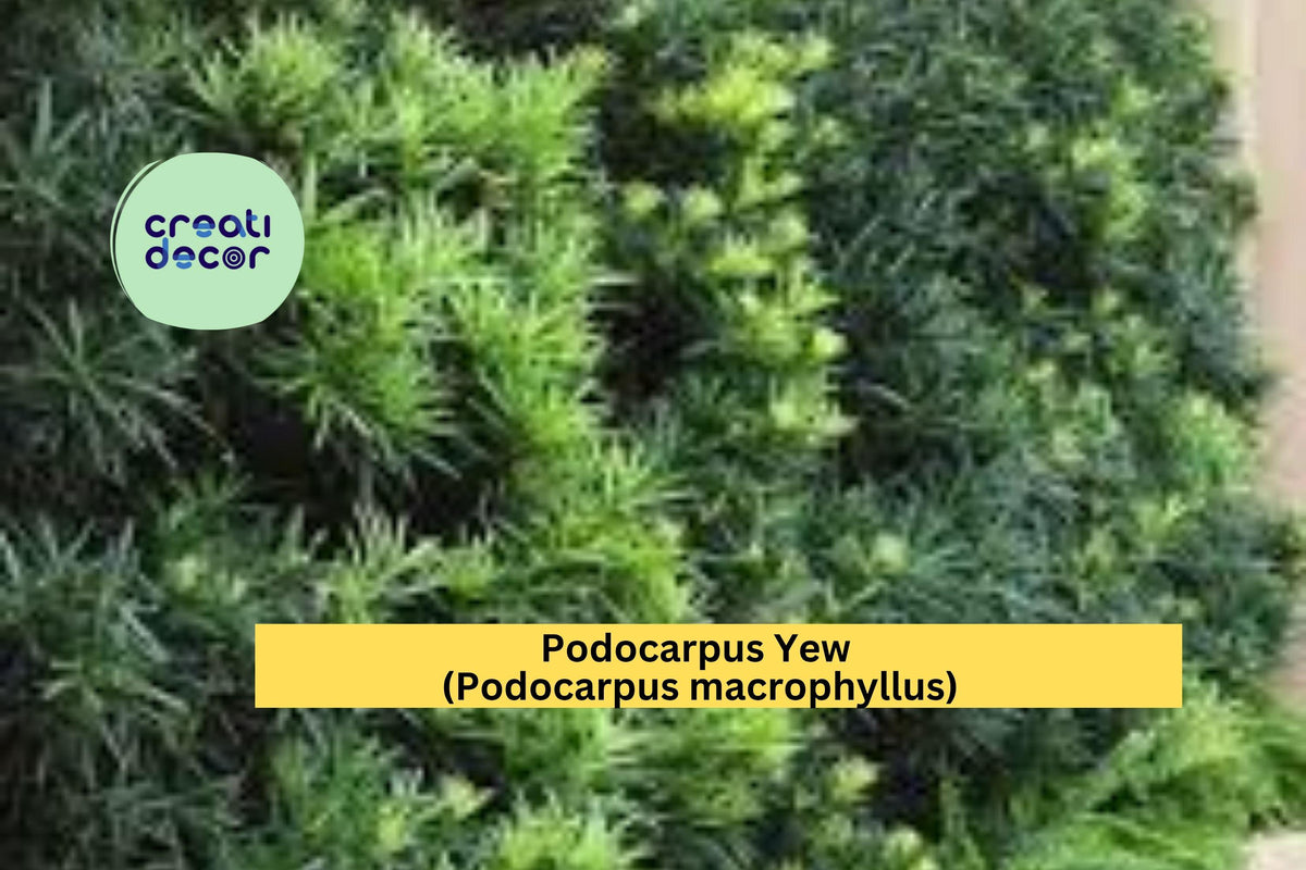 Podocarpus Yew Plant - One Bare Root Live Evergreen Shrub - Dark Green Foliage - Podocarpus macrophyllus
