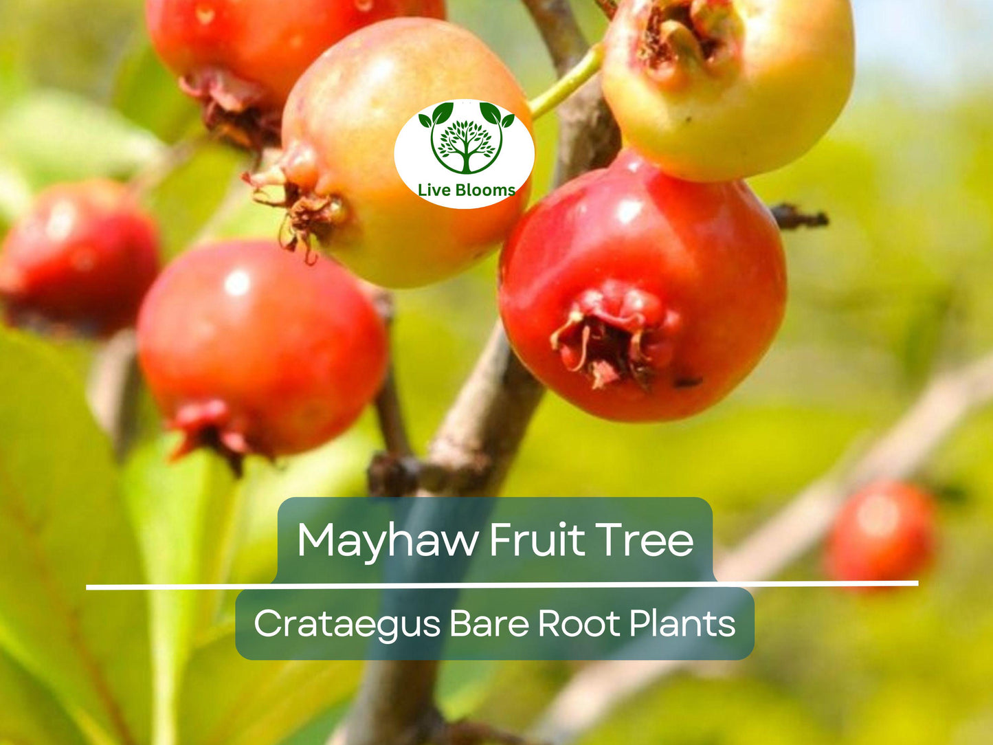 2 Live Heirloom Mayhaw Fruit Tree Seedlings 6” Tall - Bare Root Red Apple-Hawthorn for Jelly & Wildlife
