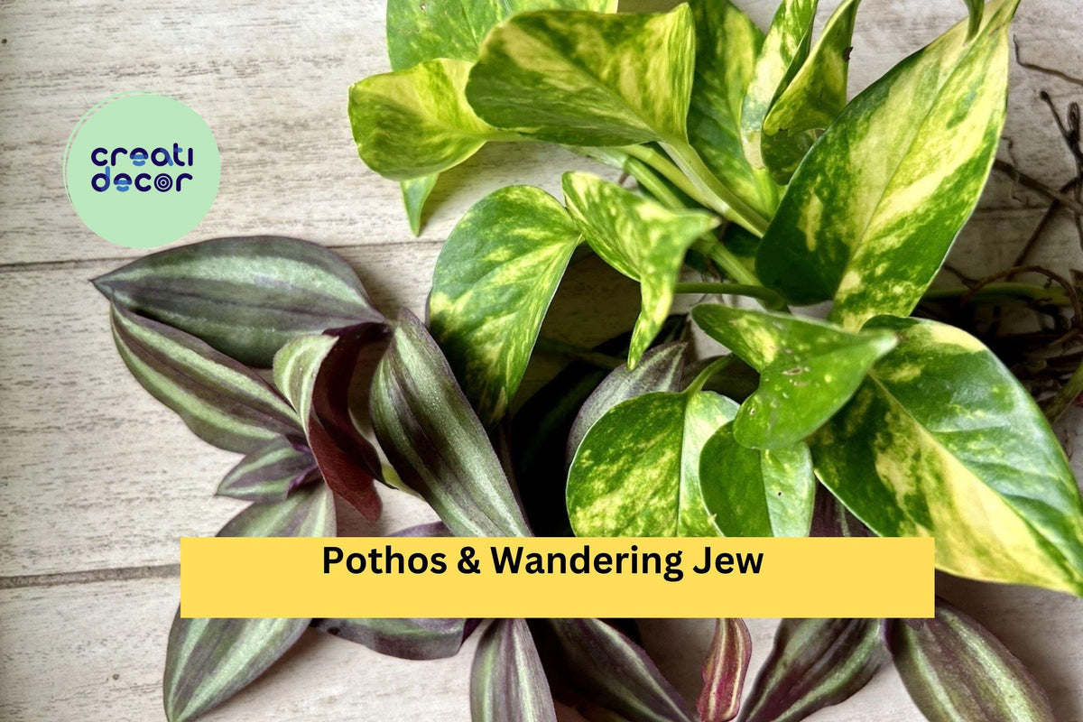 20 Rooted Pothos & Wandering Jew Cuttings – Easy-Care Indoor Vines for Hanging Baskets & Pots