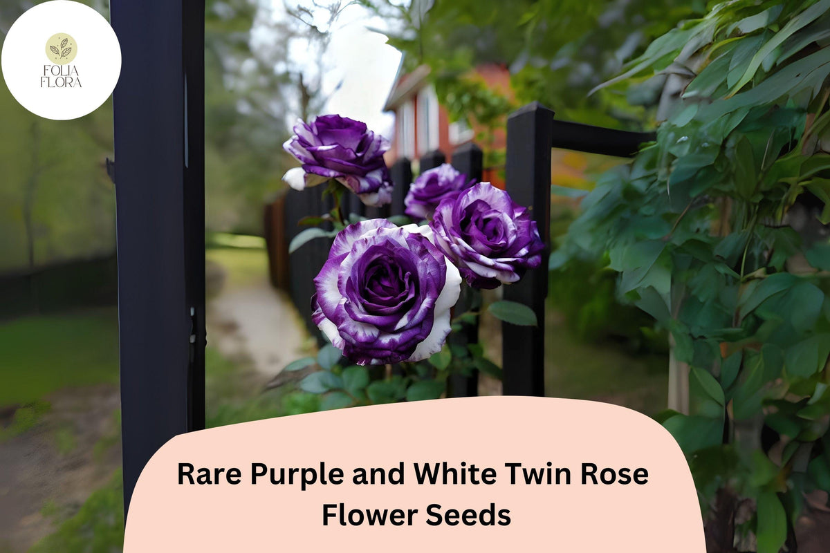 20 Rare Purple & White Twin Rose Seeds | Bi-Color Garden Roses | Rosa spp. | Ornamental Blooms for Unique Gardens