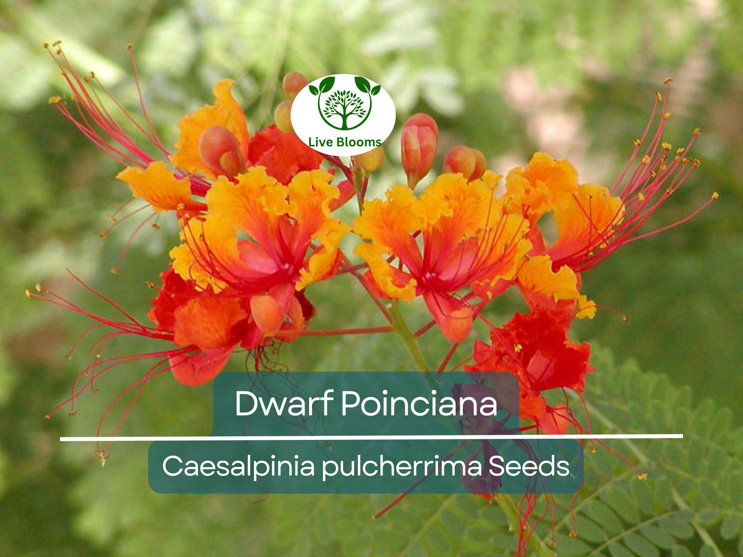 10 Dwarf Poinciana Seeds - Red Bird of Paradise, Non-GMO Tropical Shrub with Vibrant Blooms