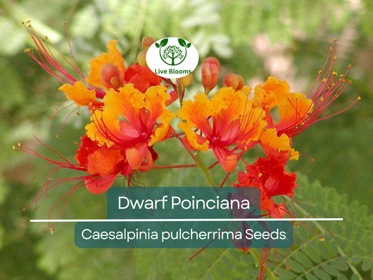 10 Dwarf Poinciana Seeds - Red Bird of Paradise, Non-GMO Tropical Shrub with Vibrant Blooms