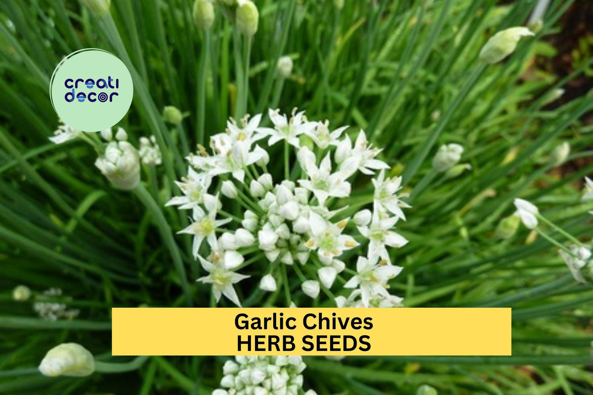 Garlic Chives Seeds 3pcs 300mg Allium tuberosum Perennial Herb for Gardens, Pots & Culinary Use - Mild Garlic Flavor
