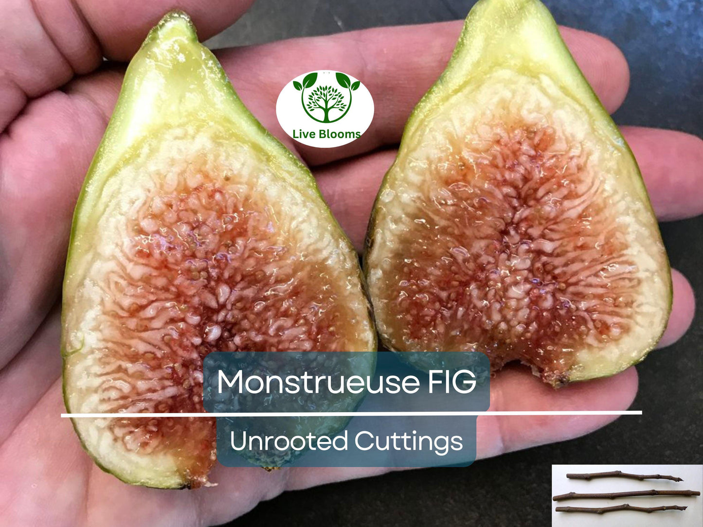 3x 'Monstrueuse' Fig Unrooted Cuttings 5-6" | Ficus carica | Large Sweet Fruit Variety for Easy Propagation