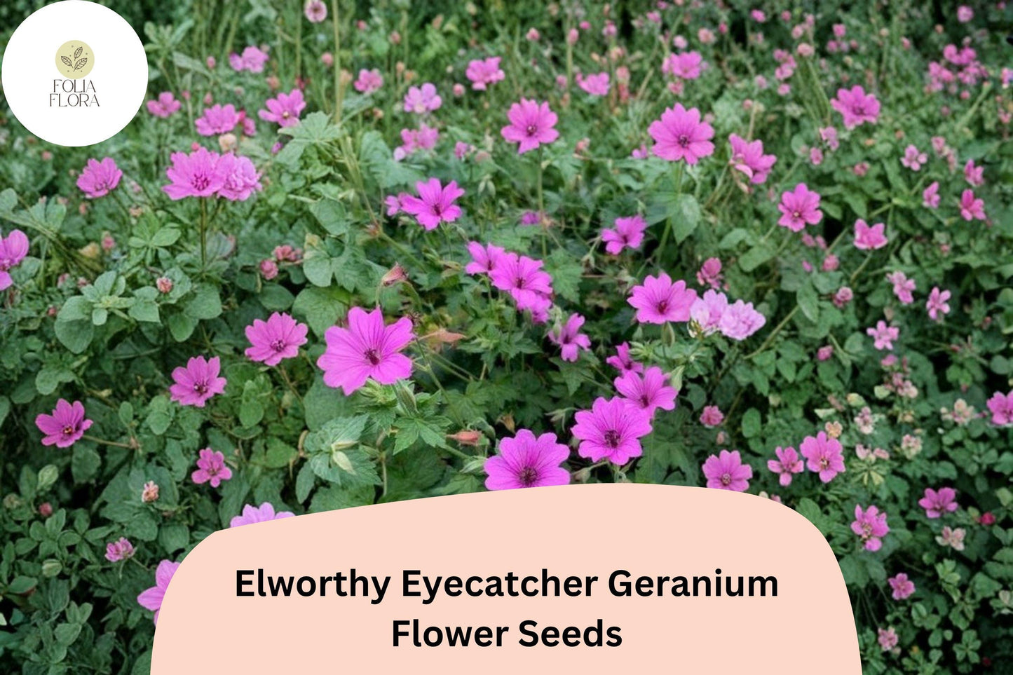25+ Elworthy Eyecatcher Geranium Seeds | Hardy Perennial with Pink-Purple Blooms for Garden Borders