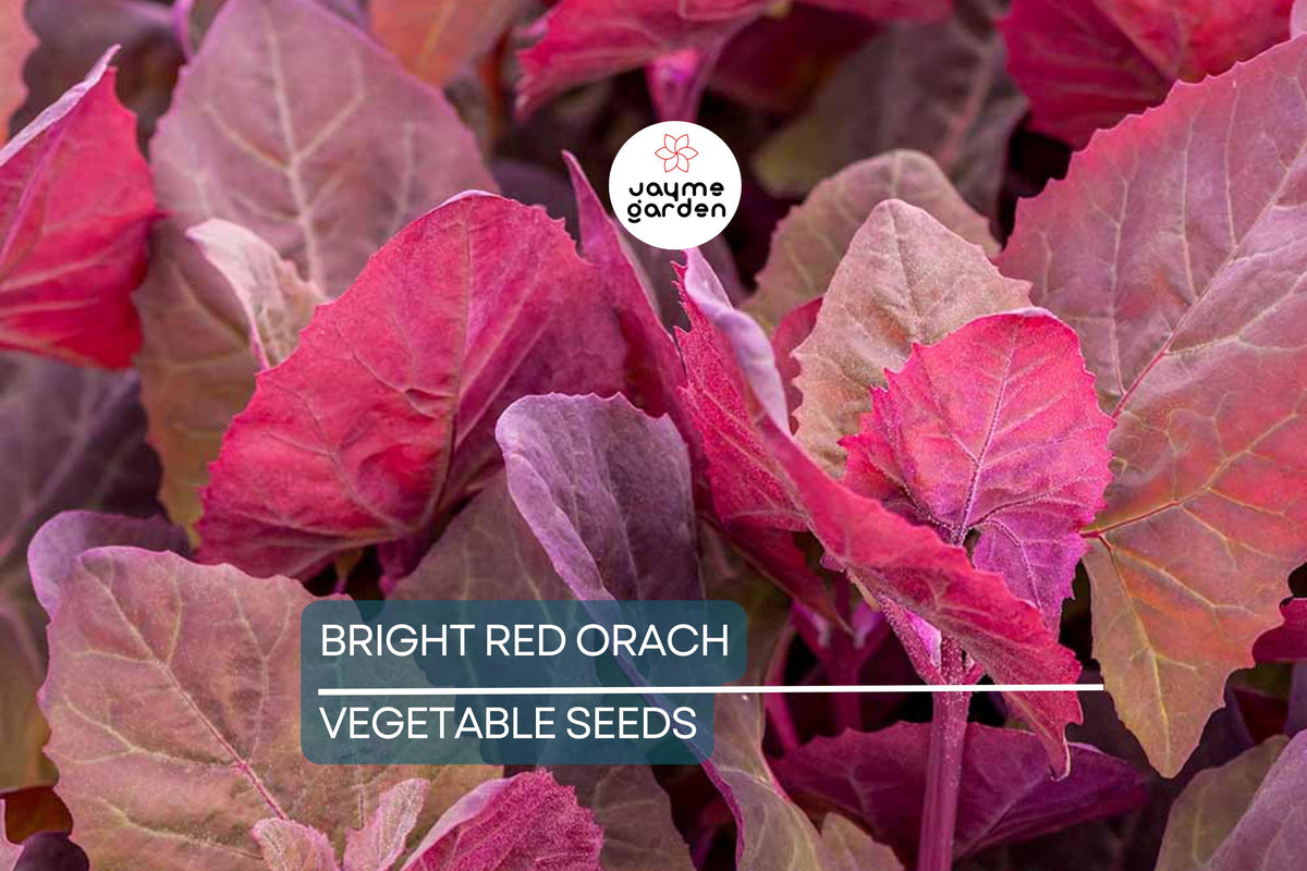 Bright Red Orach Seeds - 300 Heirloom Atriplex hortensis, Edible French Spinach, Deep Purple Leaves, Non-GMO, Free Shipping