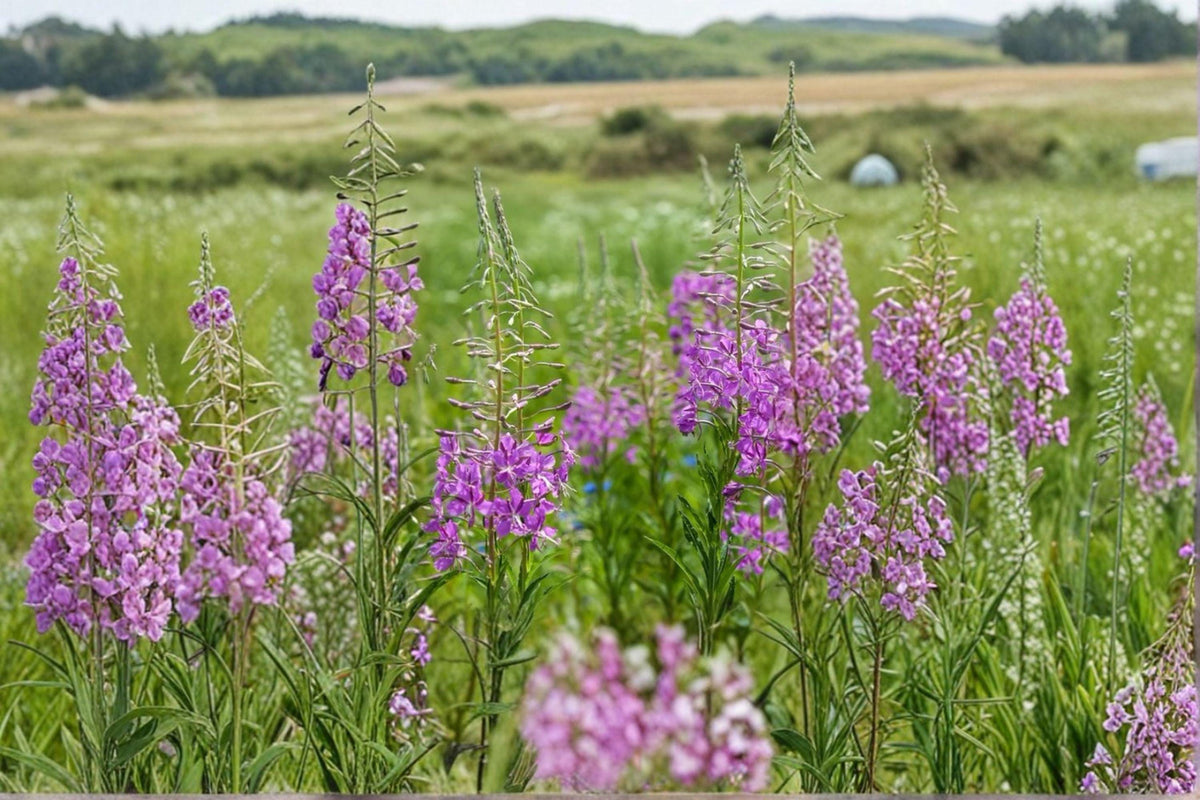 Fireweed Seeds - 1000 Count - Chamaenerion angustifolium - Native Wildflower with Brilliant Pink Blooms - Pollinator Favorite