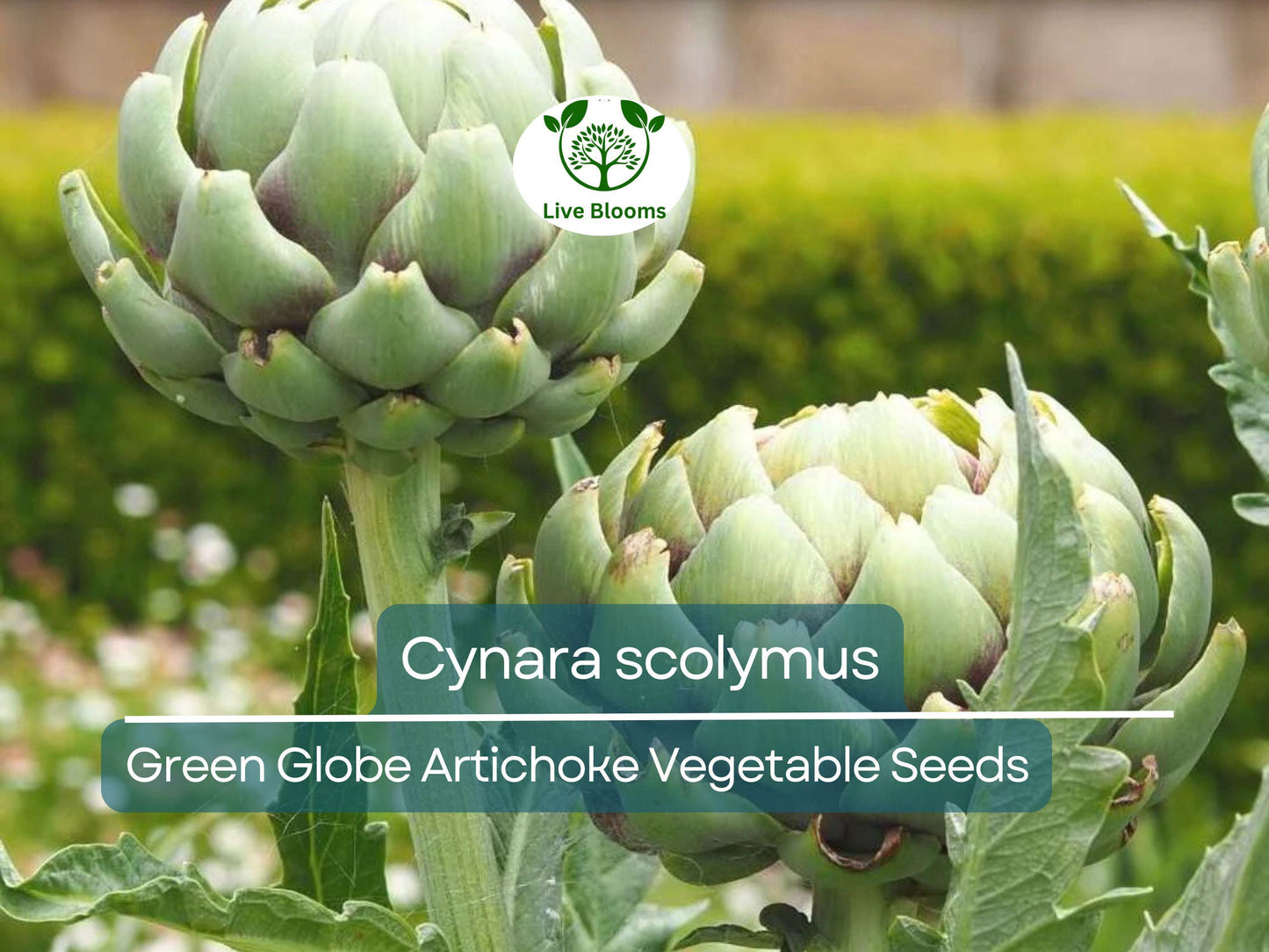 10 Green Globe Artichoke Seeds - Heirloom Cynara scolymus for Home Gardening & Culinary Use