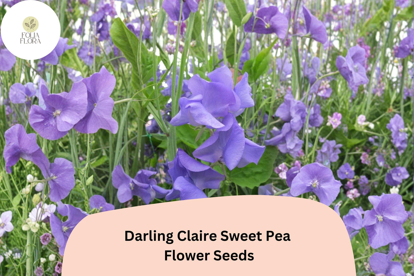 50+ Darling Claire Sweet Pea Seeds | Soft Purple Climbing Annual Vine for Trellises & Gardens