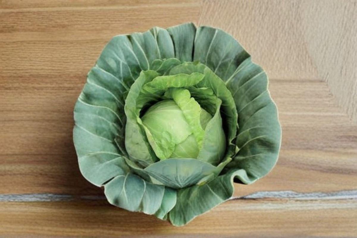 Cabbage Seeds - 250 Heirloom Copenhagen Market - Cold-Hardy Green Cabbage (Brassica oleracea) for Spring & Fall Gardens