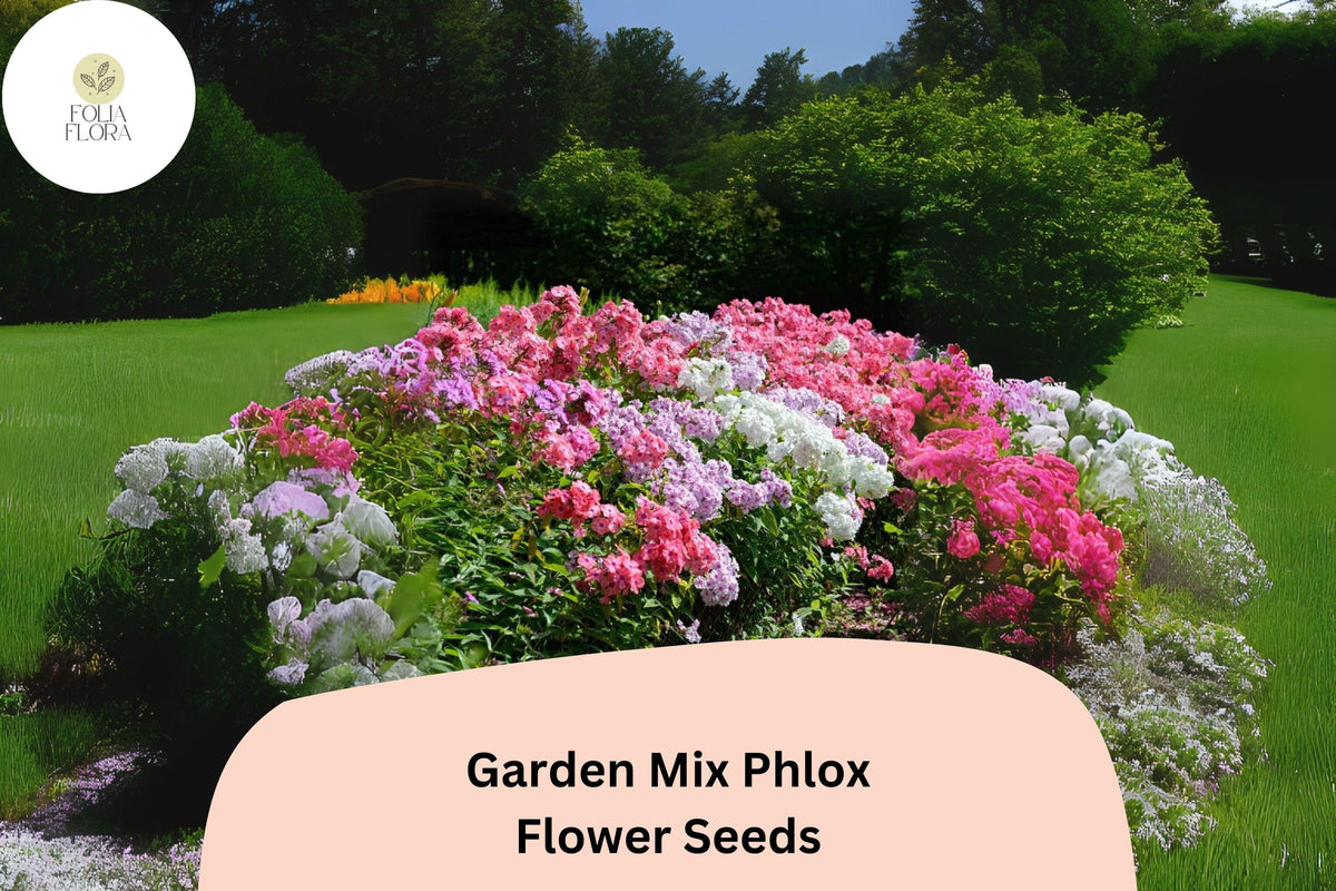 Garden Mix Phlox Seeds - 100+ Colorful Blooms for Beds & Containers - Phlox drummondii Annual Flower Mix, Attracts Pollinators