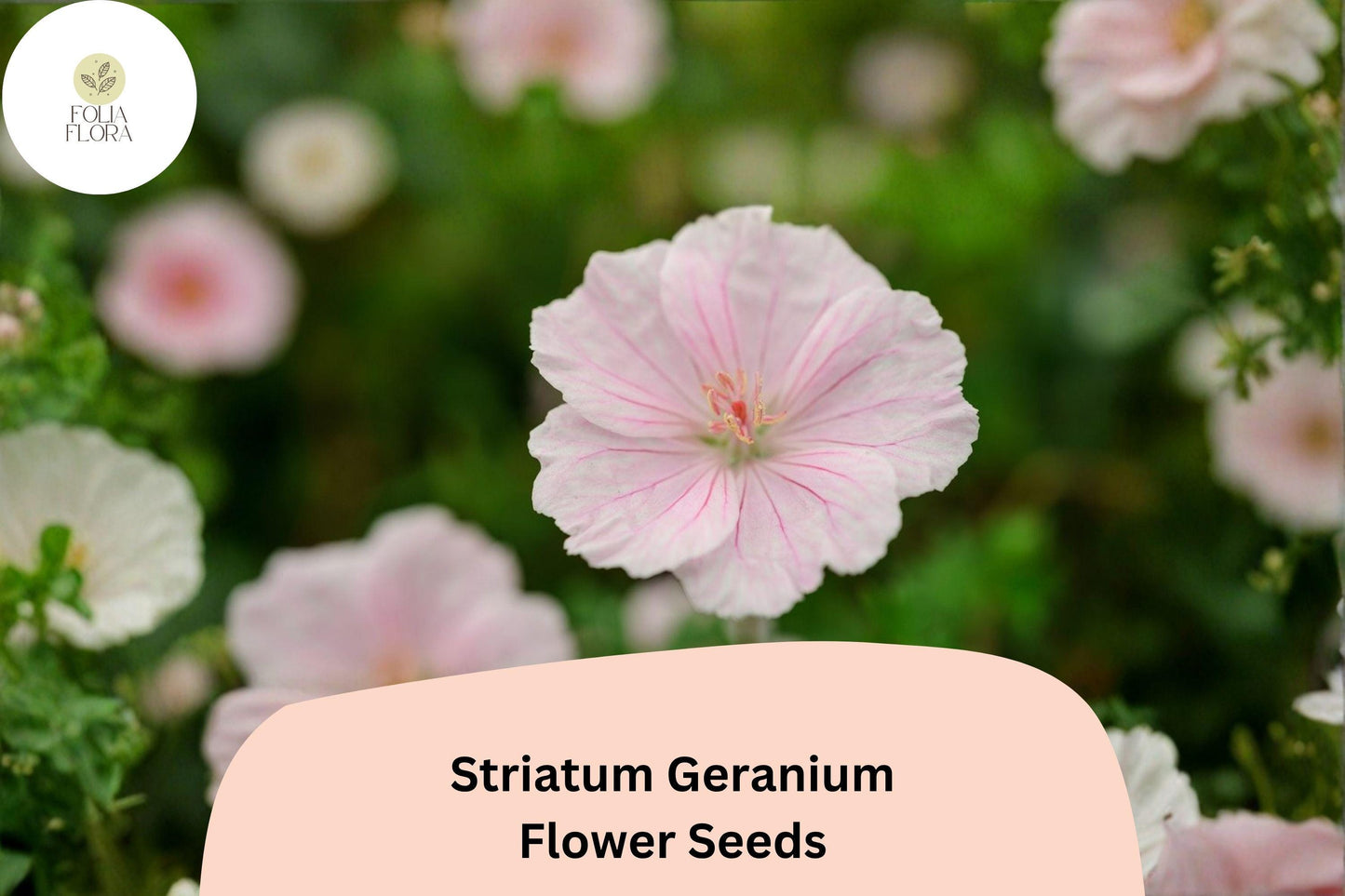 25+ Striatum Geranium Seeds | Hardy Perennial Cranesbill with Pink Blooms for Garden Borders & Ground Cover