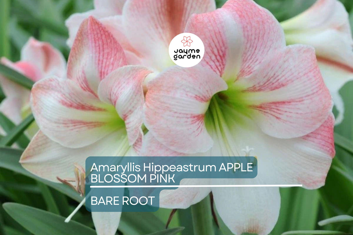 Amaryllis Bulb - 1 Count - Pink & White Apple Blossom, Hippeastrum 'Apple Blossom', Award-Winning, Easy to Grow, USDA Zone 8-11