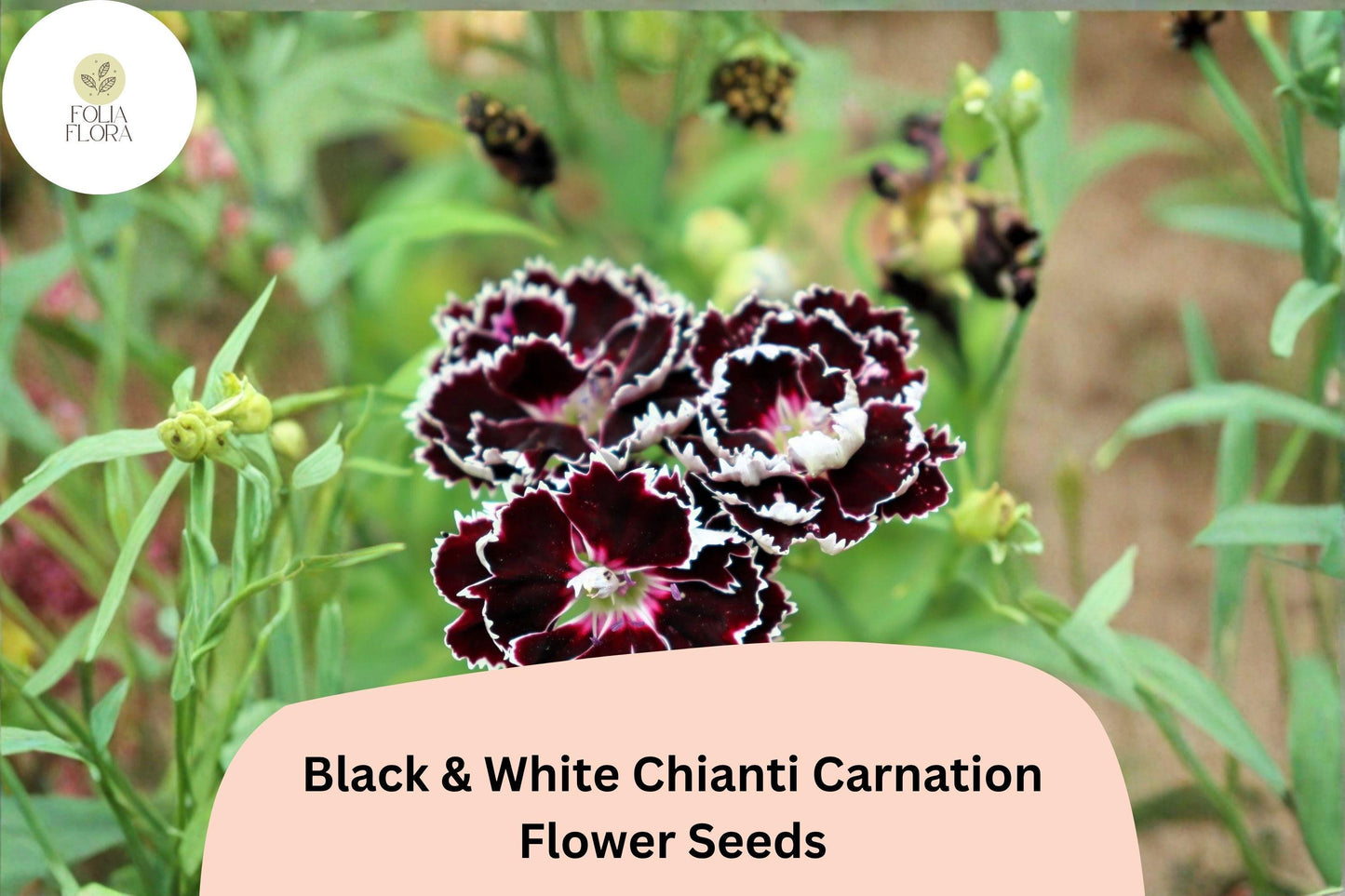 200+ Black & White Chianti Carnation Seeds | Dianthus caryophyllus | Bicolor Burgundy & White Blooms