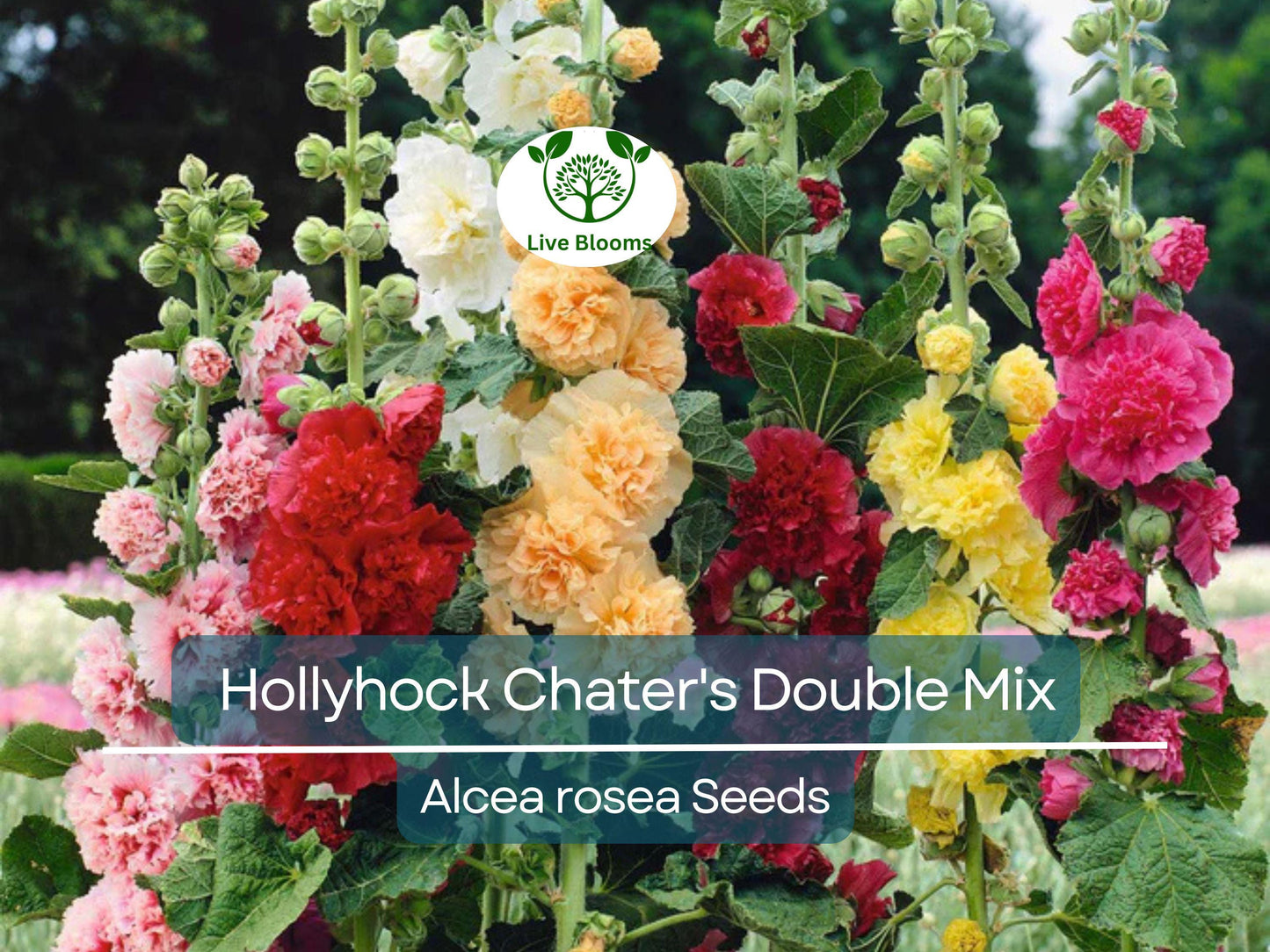 100 Seeds Hollyhock Chater's Double Mix - Peony Flowered, Biennial, Non-GMO, Hardy Garden Flowers