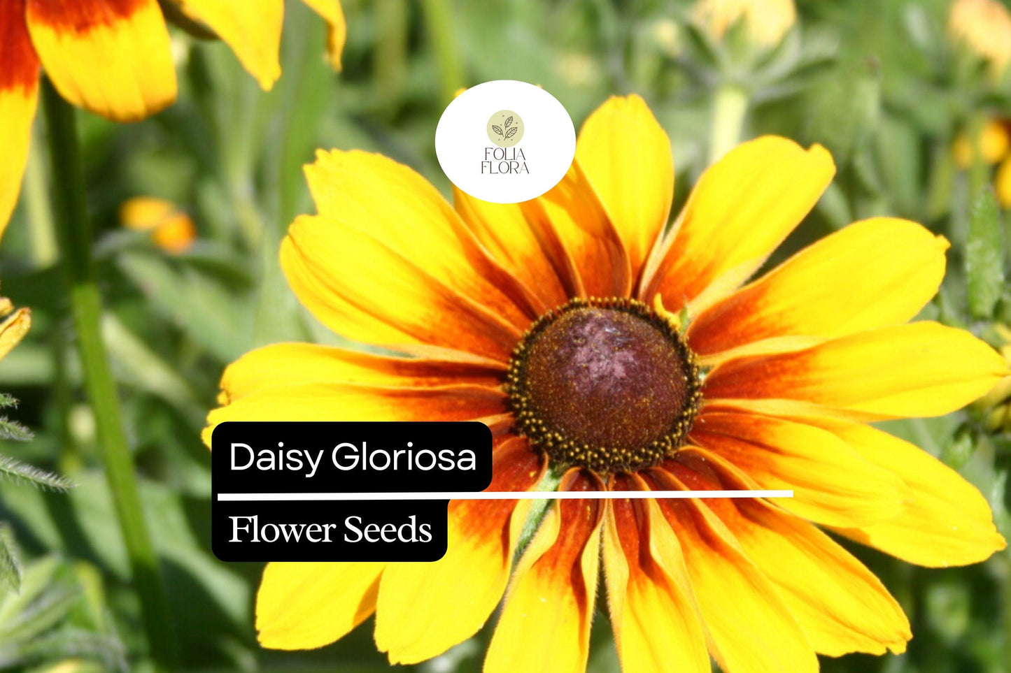 Rudbeckia Hirta Gloriosa Daisy Seeds - 25 Non-GMO Pollinator Flowers, Drought & Deer Resistant