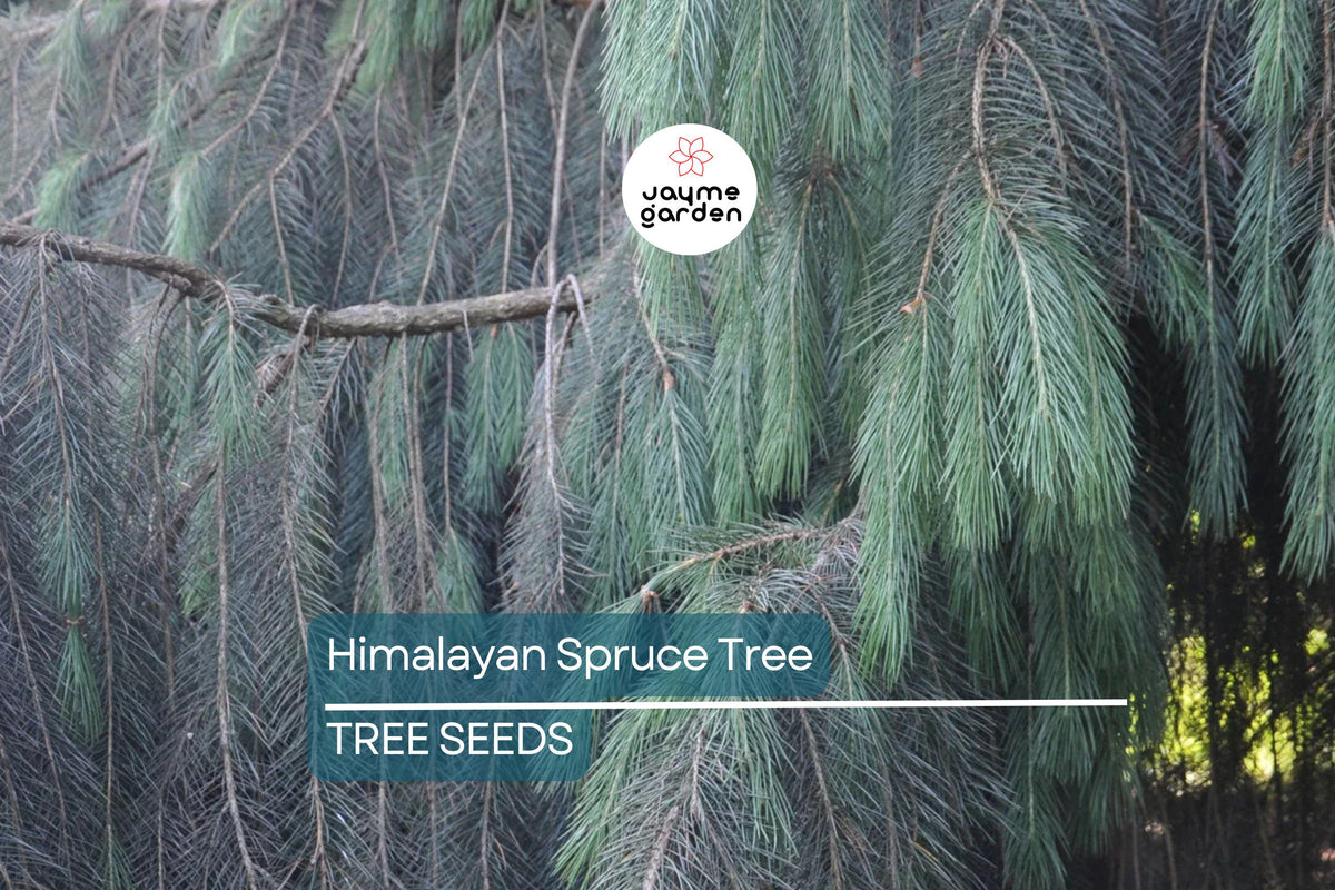 Himalayan Spruce Tree Seeds, 10 Weeping Evergreen Seeds, Picea smithiana, Bonsai & Landscaping Conifer, Hardy for Zones 7-10