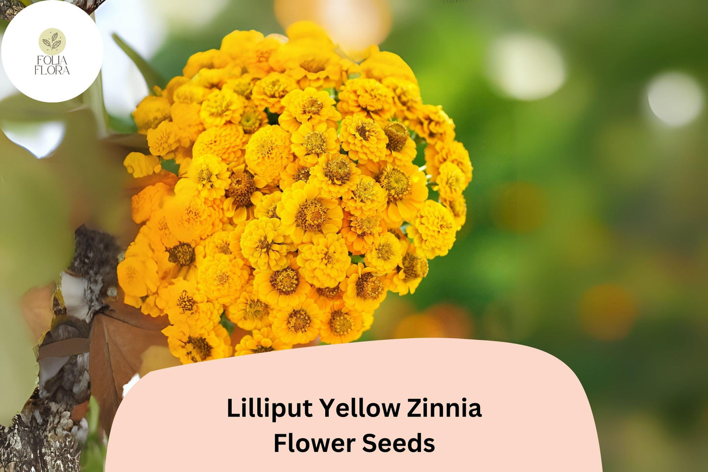100+ Lilliput Yellow Zinnia Seeds – Compact Double Yellow Blooms for Borders & Containers