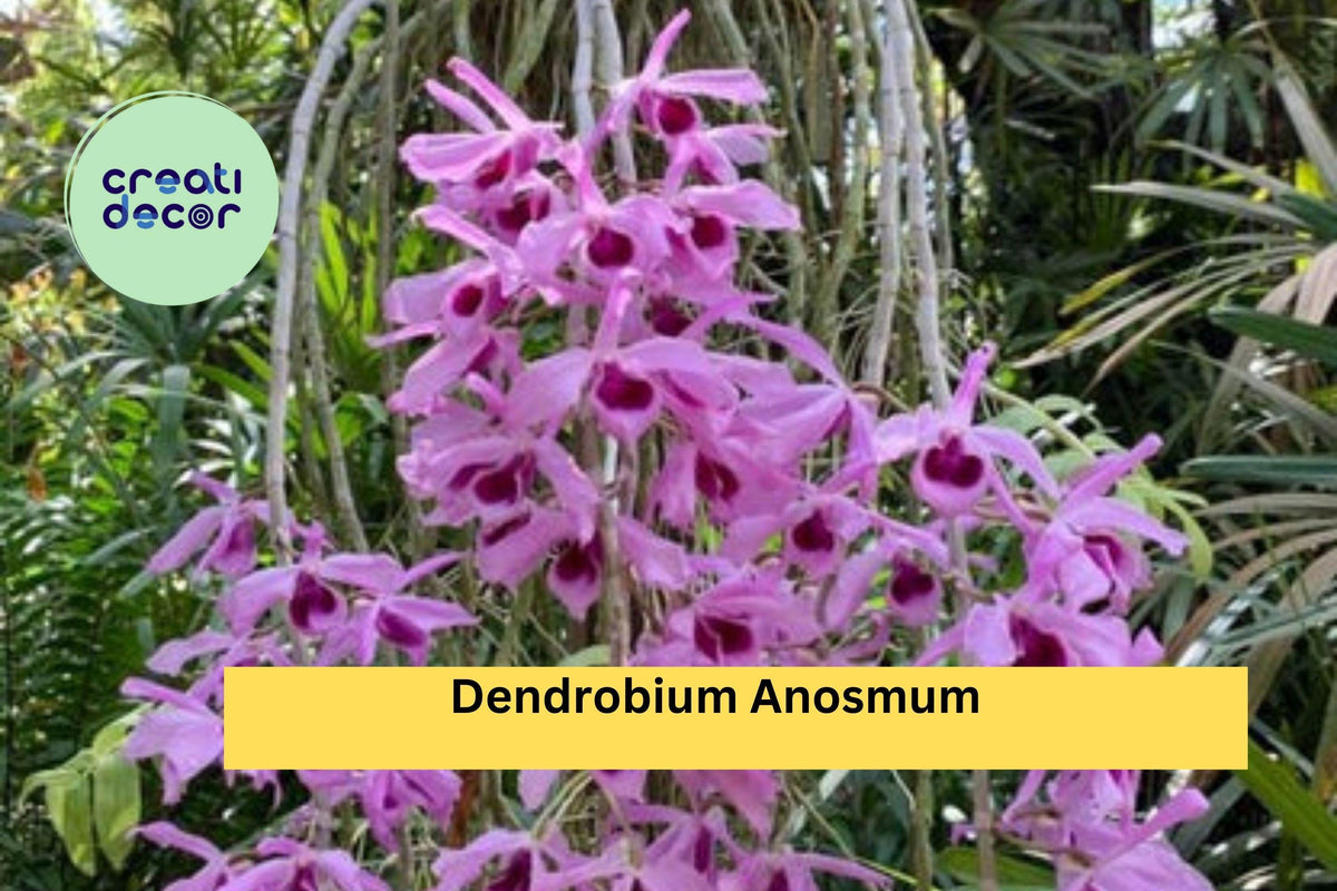Dendrobium Orchid Division | Live Tropical Purple Hono-Hono Orchid | Dendrobium anosmum | Fragrant Blooms for Indoor/Outdoor