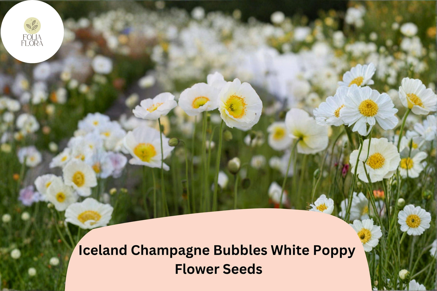 200+ Iceland Champagne Bubbles White Poppy Seeds – Elegant White Blooms, Easy to Grow Perennial Flowers