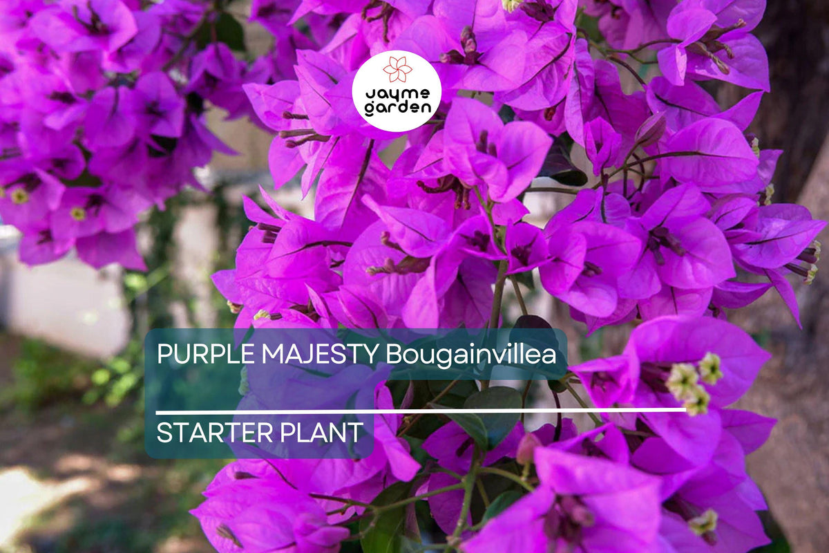 Purple Majesty Bougainvillea Starter Plant, Well-Rooted Live Plug, Rare Evergreen Vine, Bougainvillea spp.