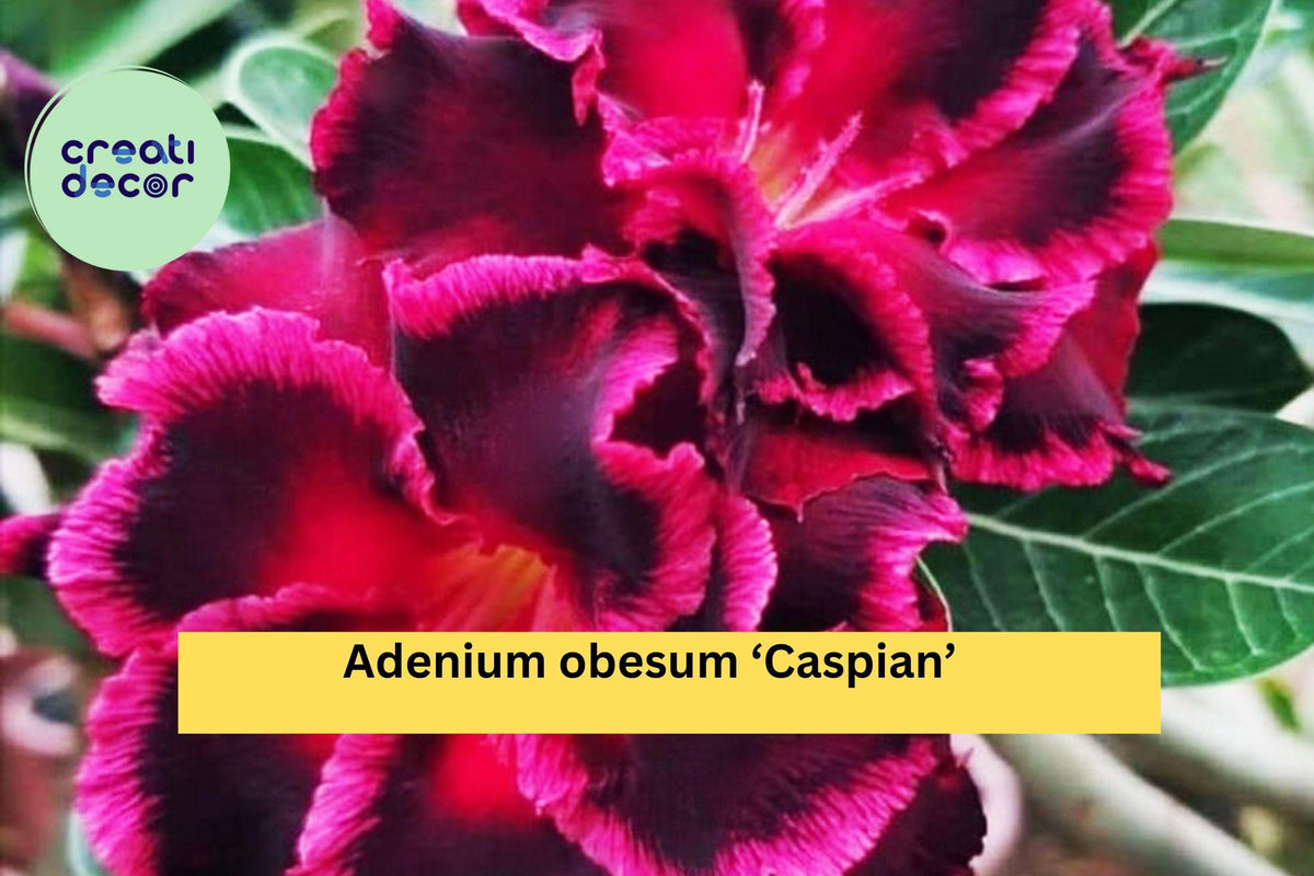 Desert Rose Plant 4–6" Live Rooted Adenium obesum 'Caspian' Miniature Flowering Bonsai for Home or Garden Decor