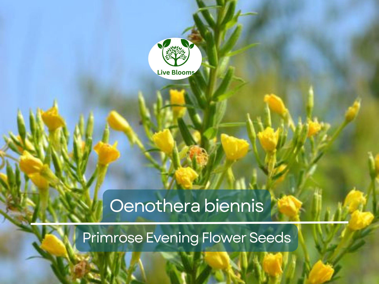 200 Primrose Evening Seeds (Oenothera biennis) - Hardy Perennial, Night-Blooming Wildflower, Attracts Pollinators