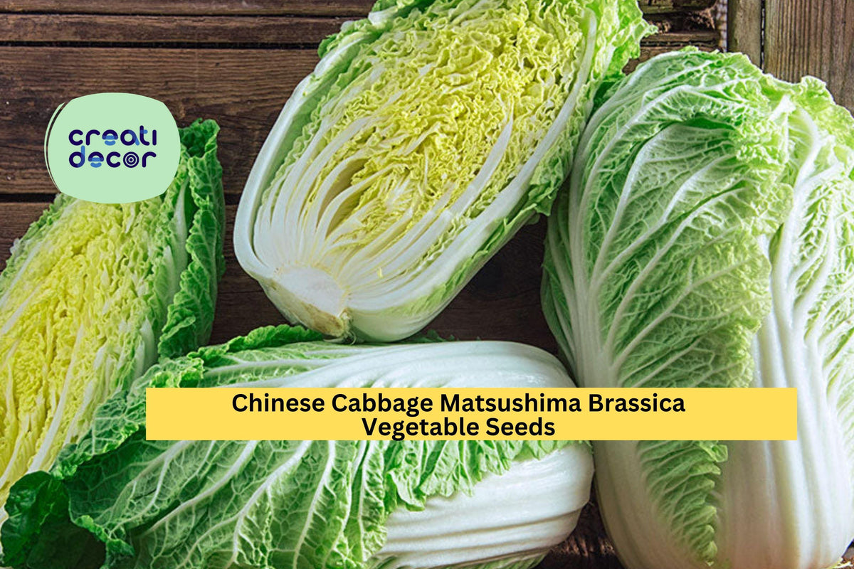 Chinese Cabbage Seeds 3pcs 500mg Matsushima Brassica rapa var. pekinensis - Crisp, Tender Asian Vegetable for Spring/Fall Planting