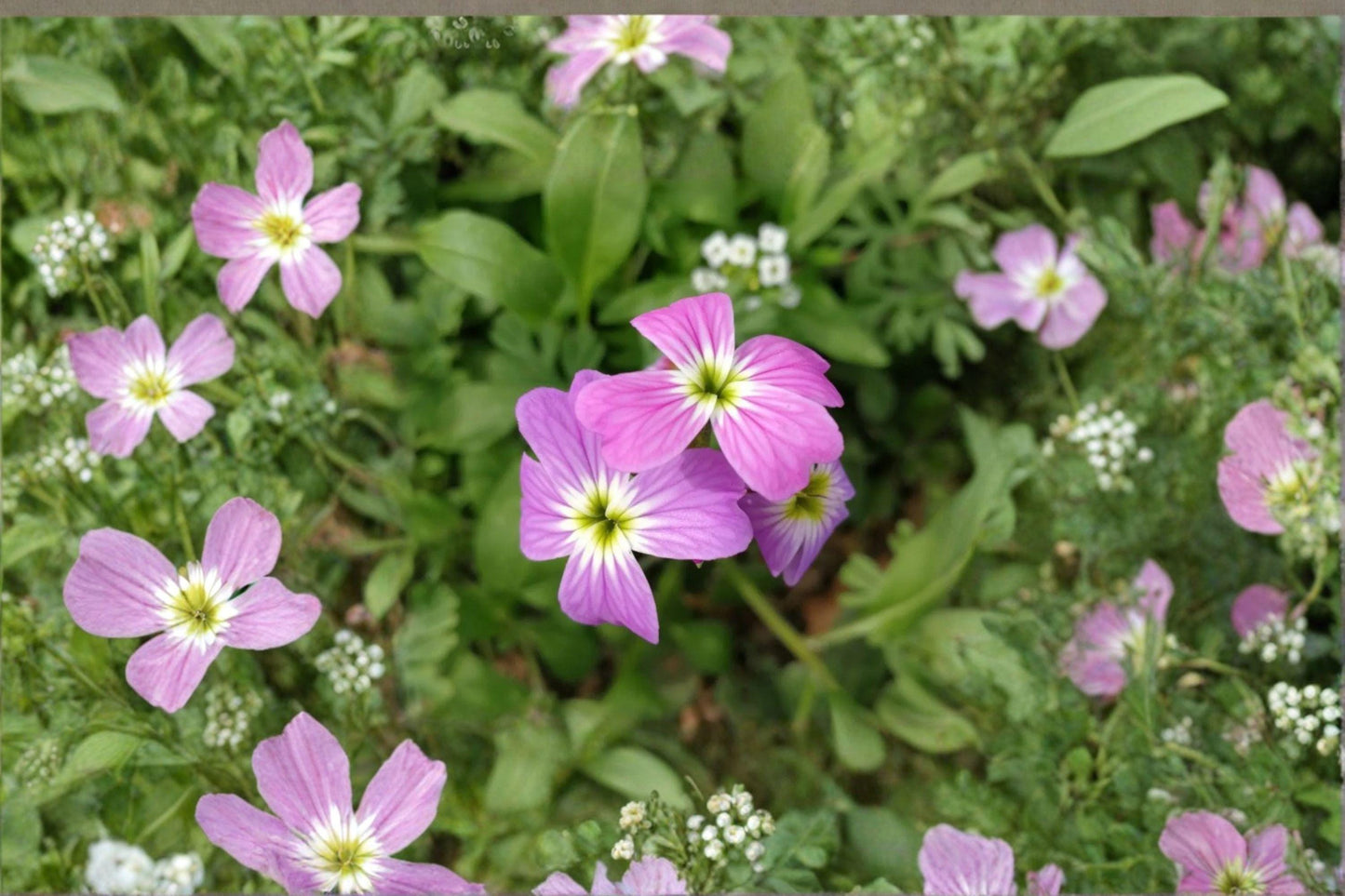 Virginia Stock Seeds 100 Pack | Malcolmia maritima | Fragrant Spring Annual Flower for Cottage Gardens & Borders