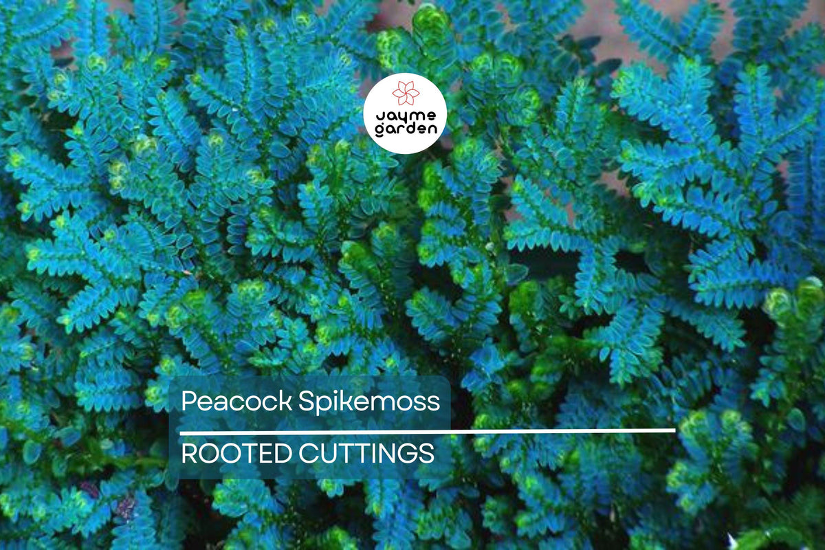 Peacock Spikemoss Cutting 5” - Rainbow Fern Selaginella Uncinata for Terrariums - Vibrant Blue Indoor Plant with Roots