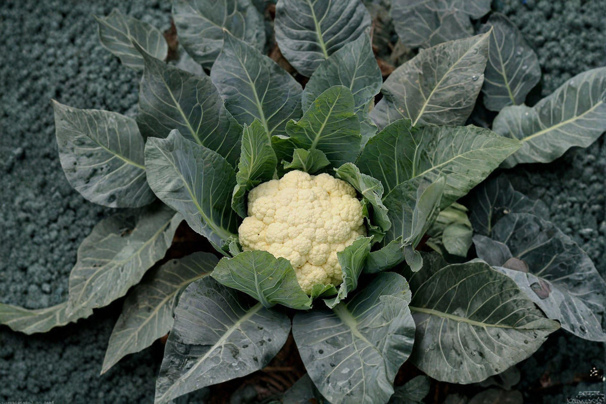 Cauliflower Seeds 100 Count | Snowball Y Improved | Heirloom Variety | Pure White Heads | Brassica oleracea var. botrytis