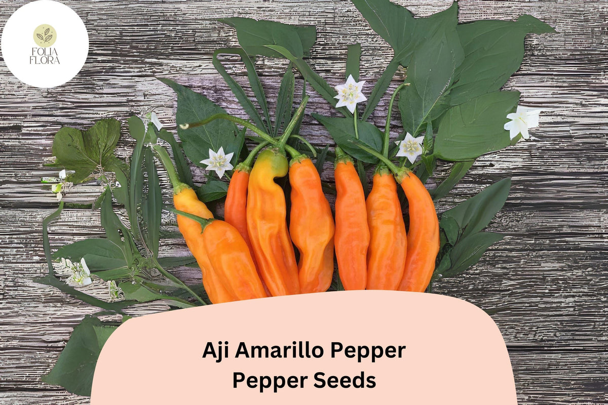 Aji Amarillo Pepper Seeds - 25+ Heirloom Seeds, Medium-Hot Yellow Chili, Capsicum baccatum, Peruvian Variety for Spicy Gardens