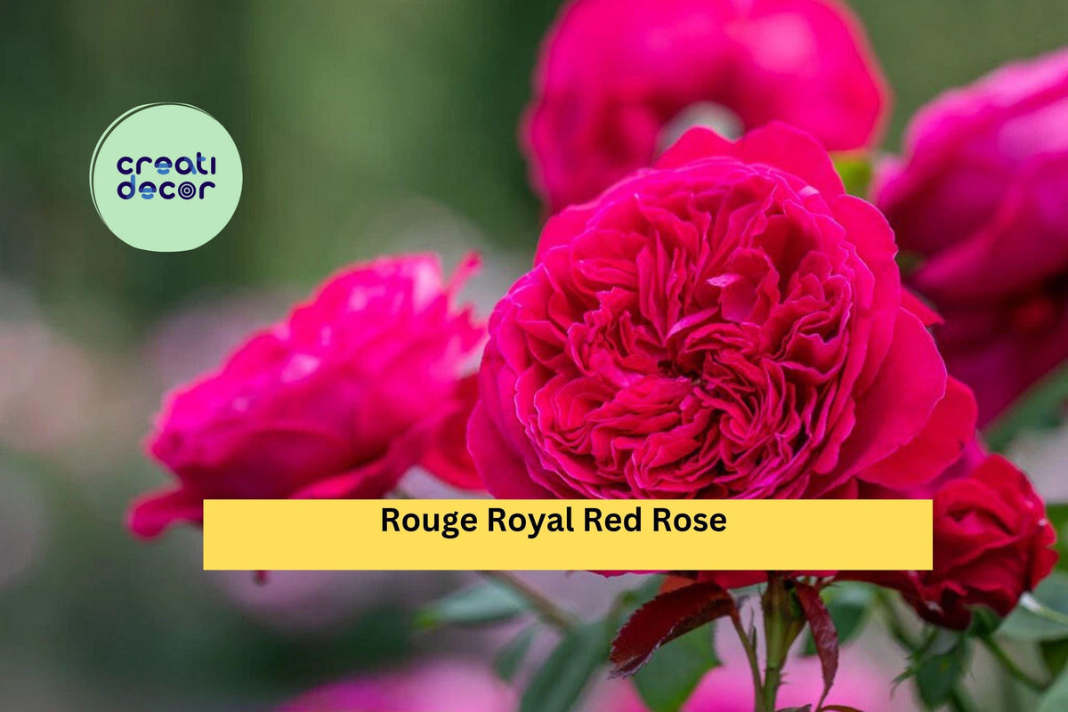 Rouge Royal Red Rose Cuttings - 3 Fresh Live Rose Stem Cuttings for Rooting or Grafting