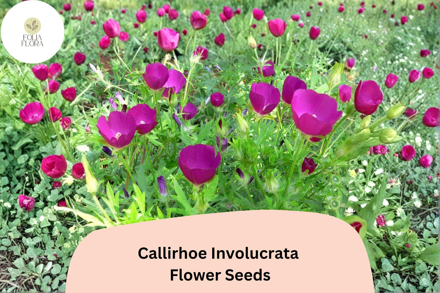 15 Callirhoe involucrata Seeds | Purple Poppy Mallow Native Perennial Groundcover