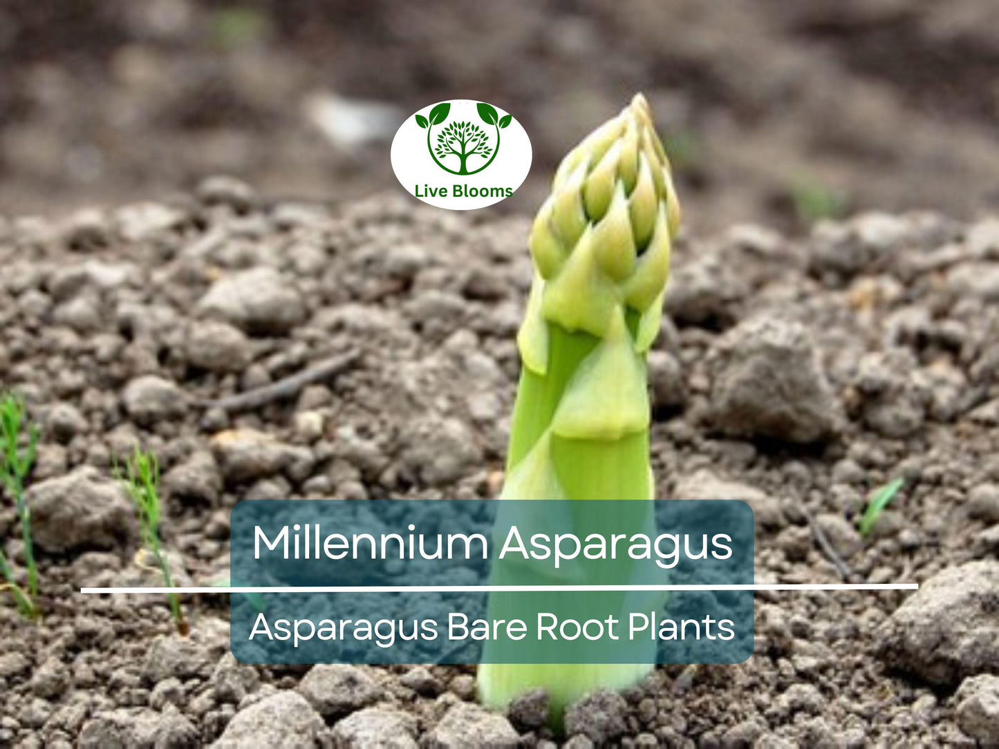 15 Millennium Asparagus Plants - 2-Year-Old Bare Root Crowns, Heirloom Non-GMO Perennials