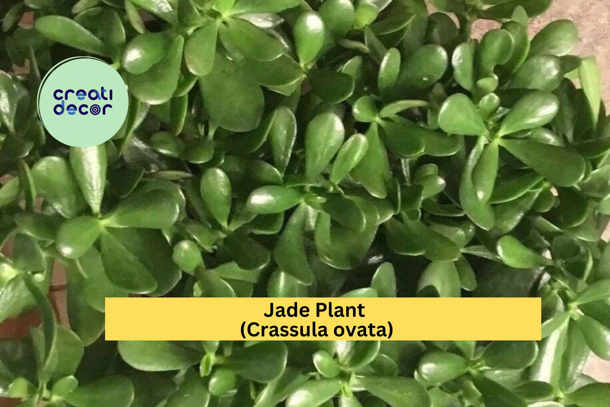 Jade Plant Cuttings - 4 Unrooted Glossy Green Succulents - Crassula ovata - Easy to Propagate for Home or Gifts