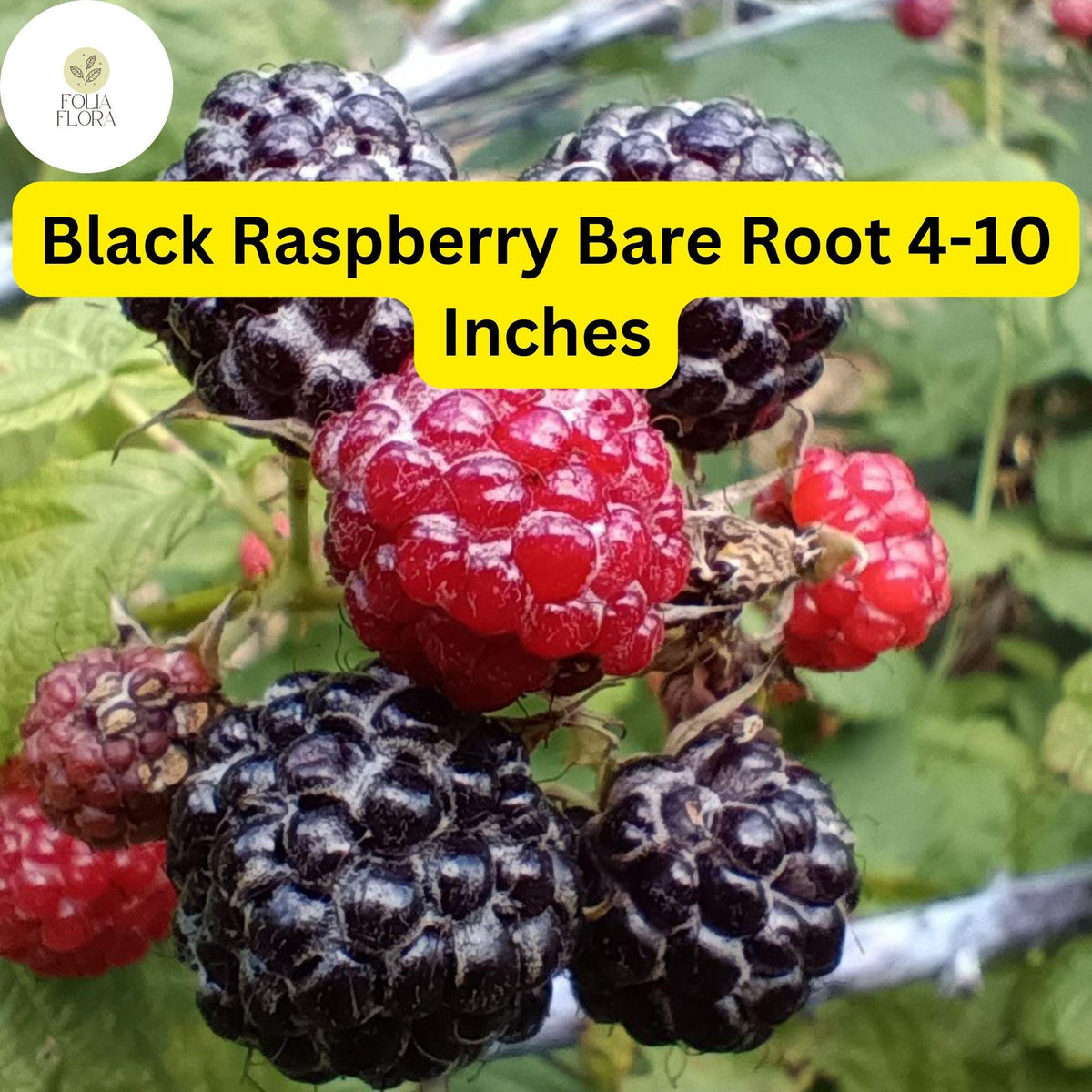 Mysore Black Raspberry Plant, Live Bare Root Starter, 4-10 Inches, Rubus niveus, Edible Fruit, Fast-Growing, Pollinator-Friendly