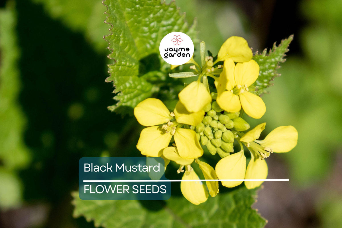 Black Mustard Seeds - 1,000 Heirloom Brassica nigra, Non-GMO Culinary & Medicinal Spice for Home Gardens & Spice Blends