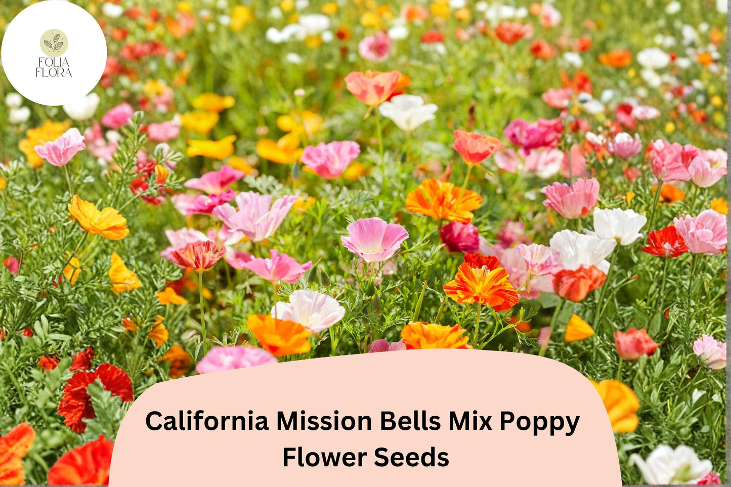 200+ California Mission Bells Poppy Seeds - Vibrant Mix for Colorful Garden Planting