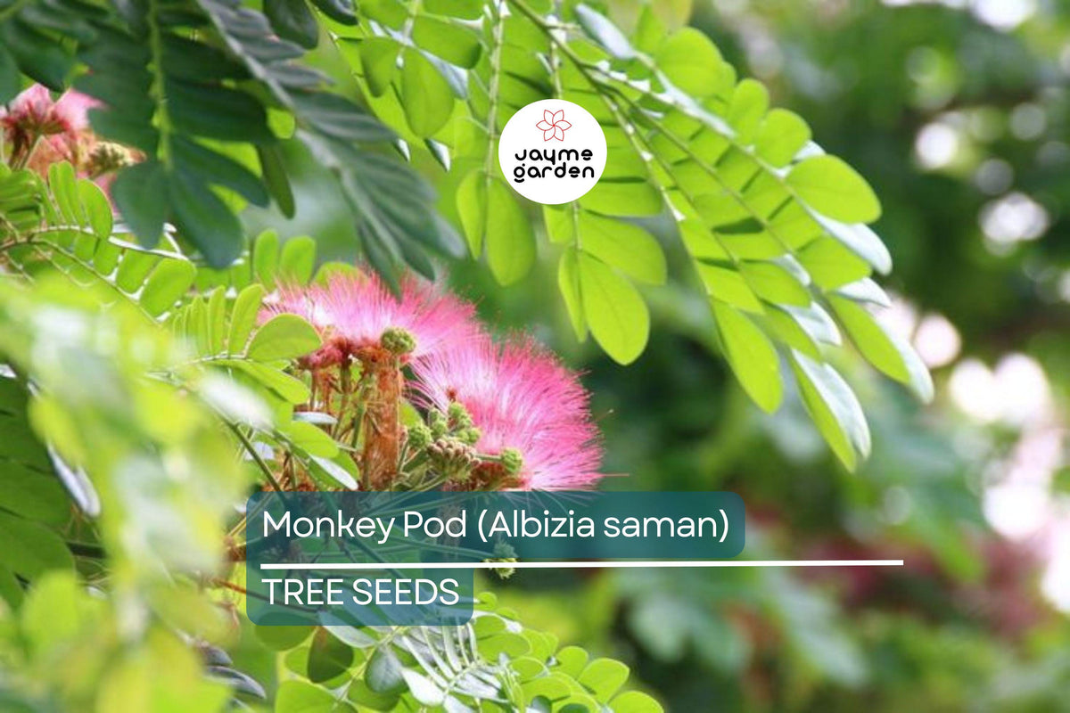Rain Tree Seeds - 20 Albizia saman Monkey Pod Seeds, Tropical Shade Tree, Fast Growing, Bonsai, Zones 10-12, Pink Flowering Tree