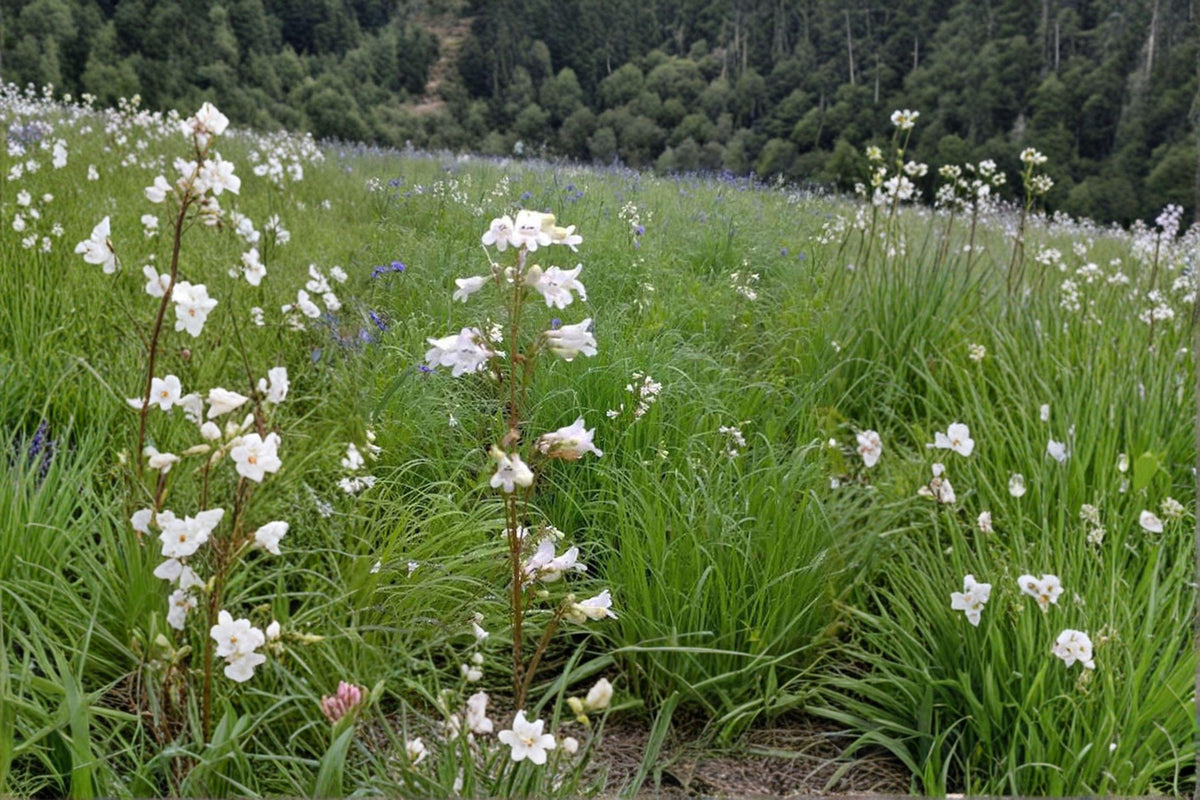 Pale Beardtongue Seeds | 100 Seeds | Penstemon pallidus | Native Wildflower for Pollinator & Prairie Gardens