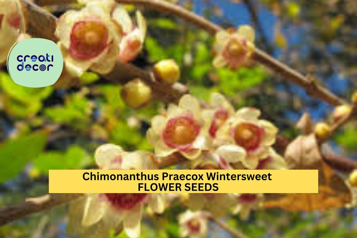 10 Seeds Wintersweet Tree - Fragrant Yellow Blooms - Chimonanthus Praecox - Perfect for Winter Gardens and Patios