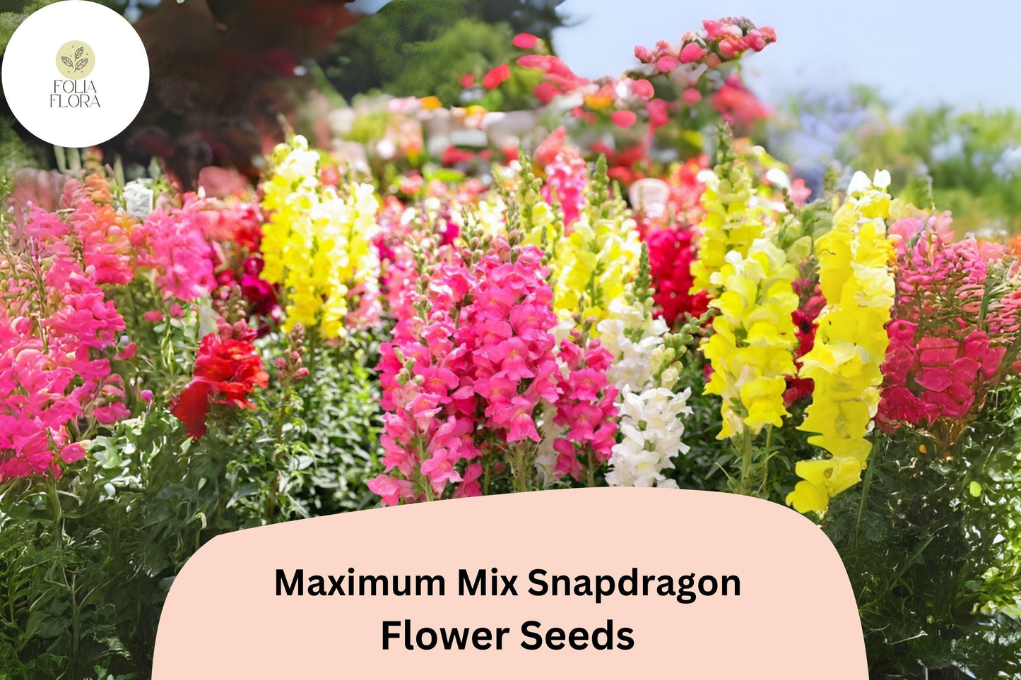 Antirrhinum majus Maximum Mix Snapdragon Seeds – 1000+ Vibrant Double-Petaled Blooms for Garden & Cut Flowers