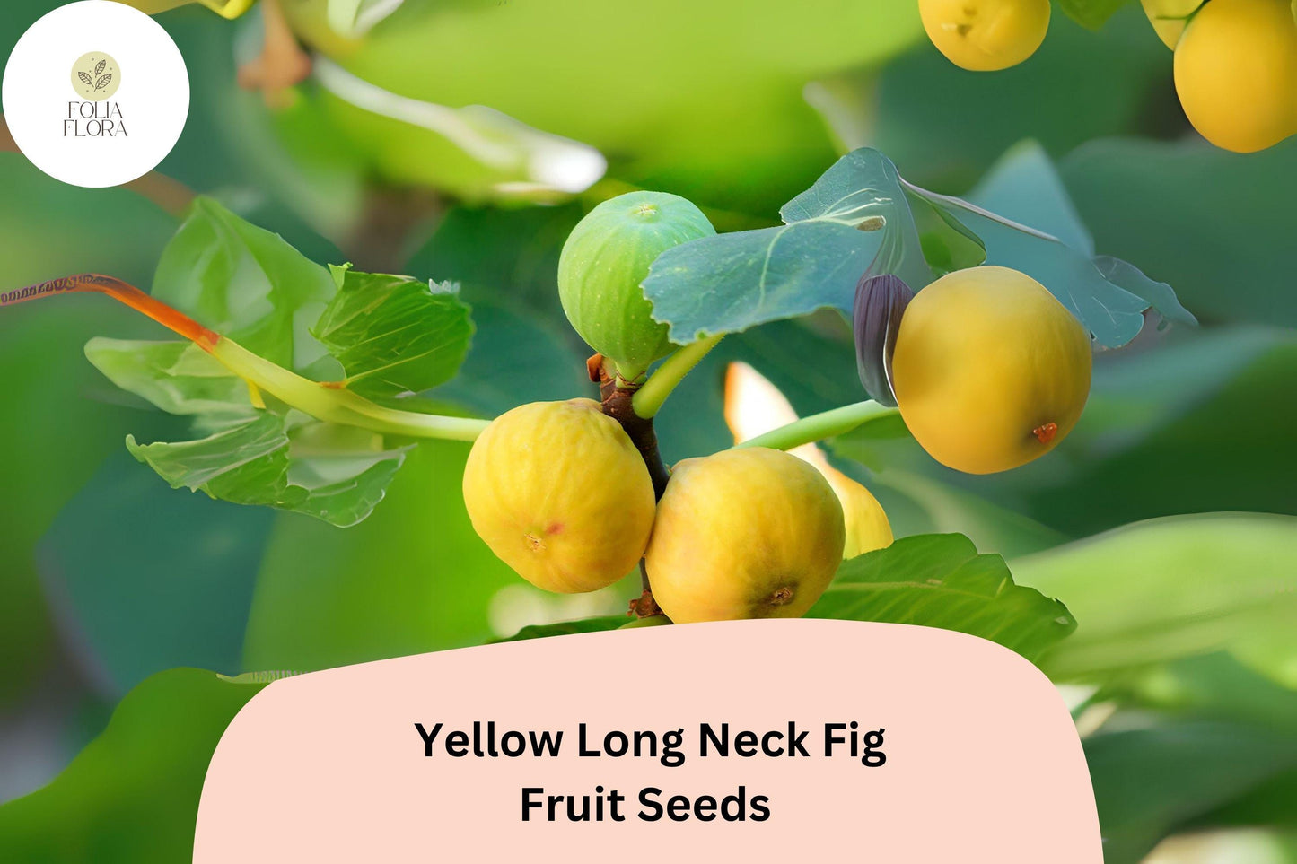 100+ Yellow Long Neck Fig Seeds – Grow Sweet, Large Ficus carica Figs for Garden & Home
