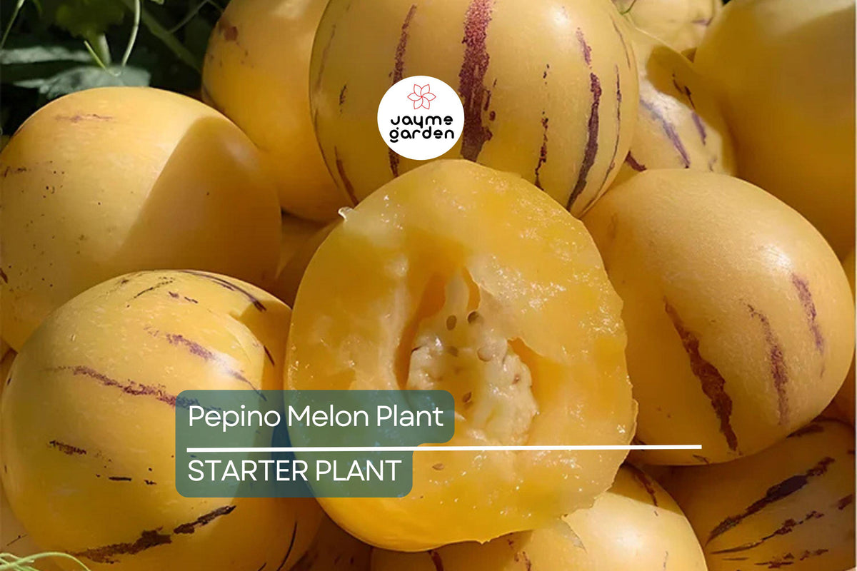 Pepino Melon Plant Cutting | Live Starter with Pot | Sweet Golden Ginseng Fruit | Solanum muricatum | Bushy Evergreen Perennial