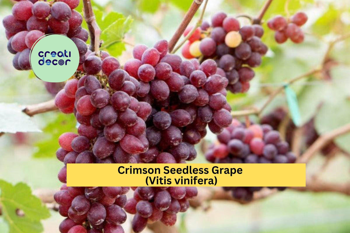 Crimson Seedless Grape Vine Cuttings | 4 Large Unrooted Red Table Grape Vines for Home Growing