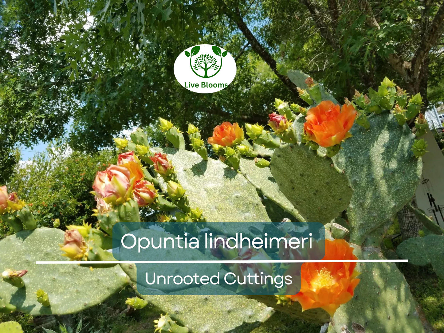 West Texas Prickly Pear Cactus Pad Cutting - Opuntia lindheimeri for Planting & Propagation