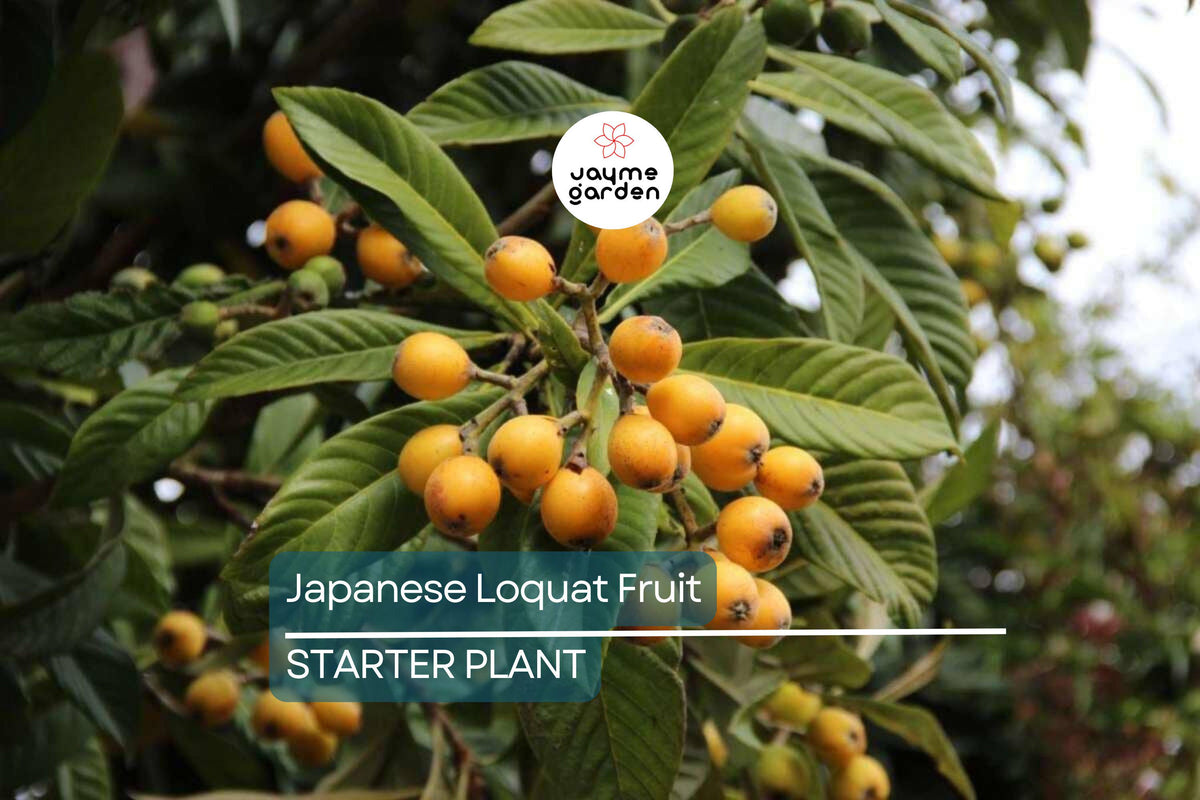 Live Seedling: 8” Japanese Loquat Fruit Tree, Eriobotrya japonica, Tropical Edible Fruit Plant with Pot, Easy Care Home Garden Tree