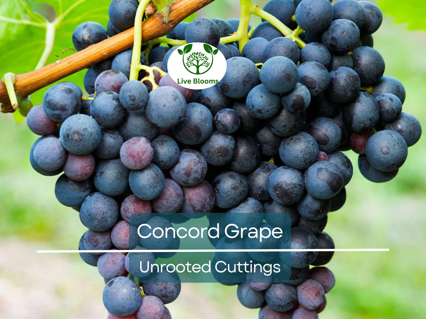 12 Organic Concord Grape Cuttings - 6 Inch Unrooted Vitis labrusca for Home Vineyard
